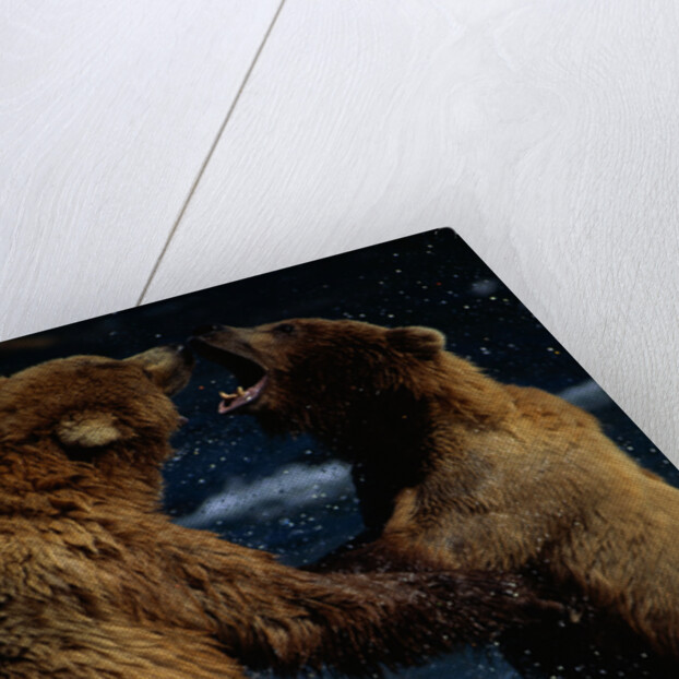 Alaskan Brown Bears in Brooks River by Anonymous