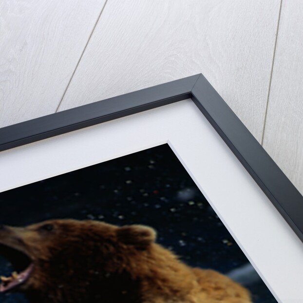 Alaskan Brown Bears in Brooks River by Anonymous