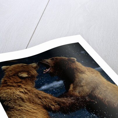 Alaskan Brown Bears in Brooks River by Anonymous
