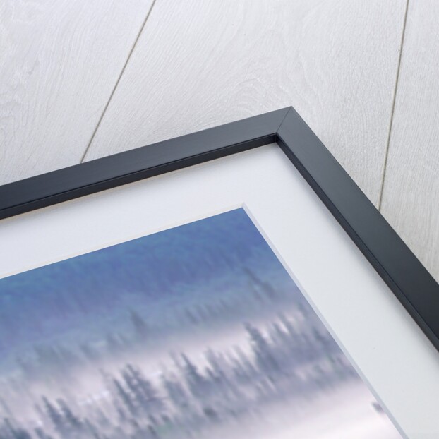 Misty Forest near Mount Brooks by Anonymous