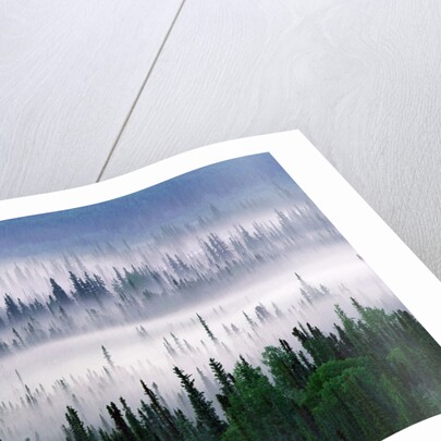 Misty Forest near Mount Brooks by Anonymous