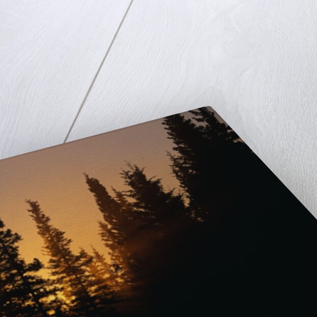 Midnight Sun and Forest Along Alaska Highway by Anonymous