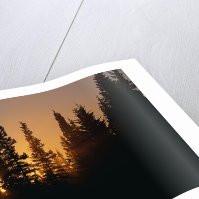 Midnight Sun and Forest Along Alaska Highway by Anonymous