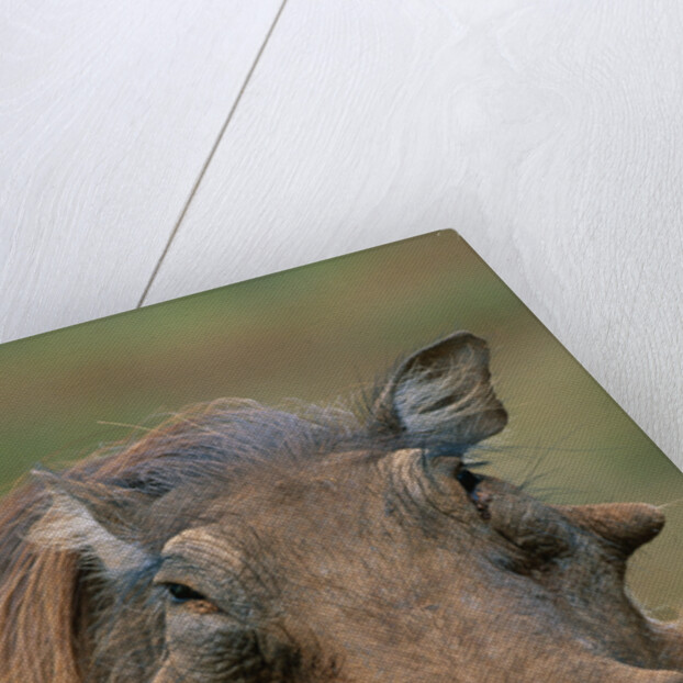 Male Warthog by Anonymous