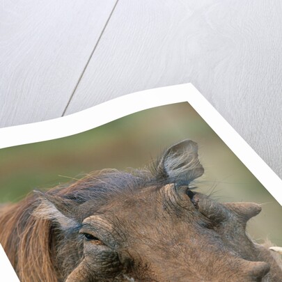 Male Warthog by Anonymous