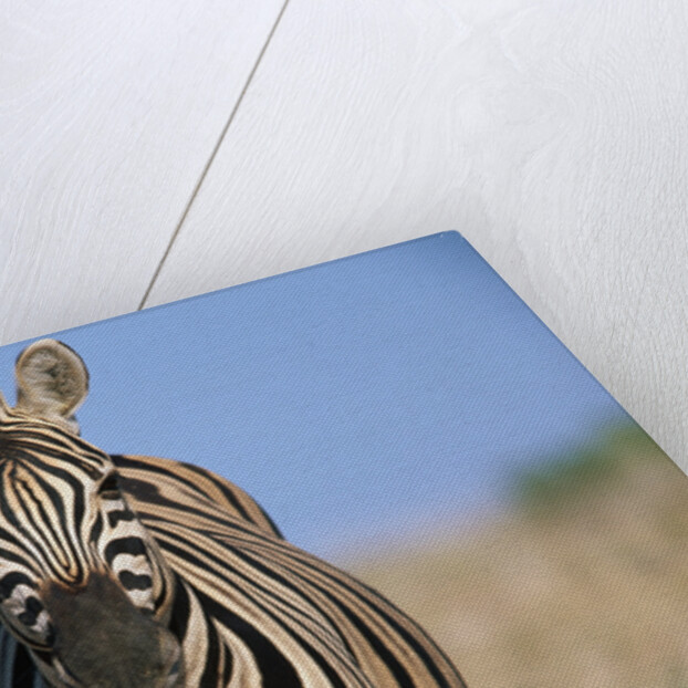 Burchell's Zebra by Anonymous