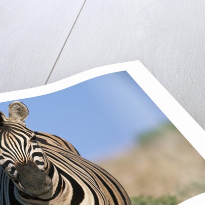 Burchell's Zebra by Anonymous