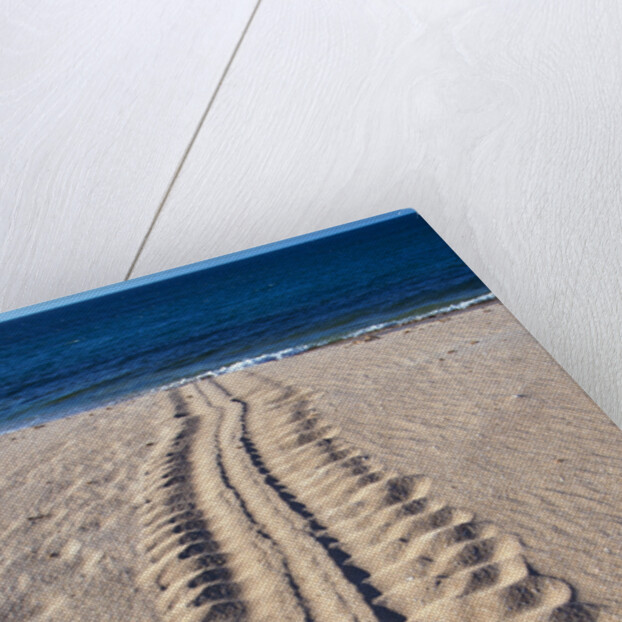 Giant Turtle Tracks in the Sand by Anonymous