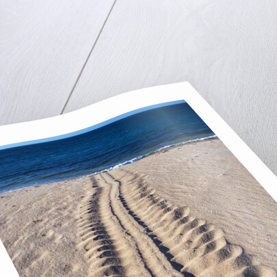 Giant Turtle Tracks in the Sand by Anonymous