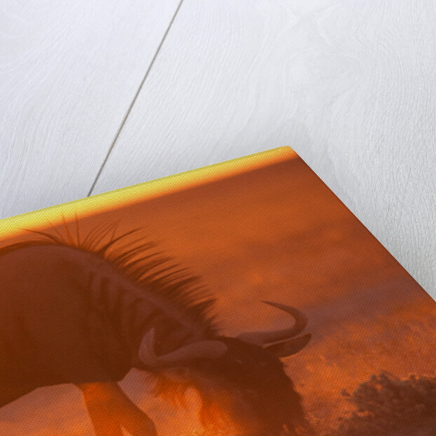Blue Wildebeest Feeding at Sunset by Anonymous