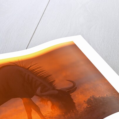Blue Wildebeest Feeding at Sunset by Anonymous