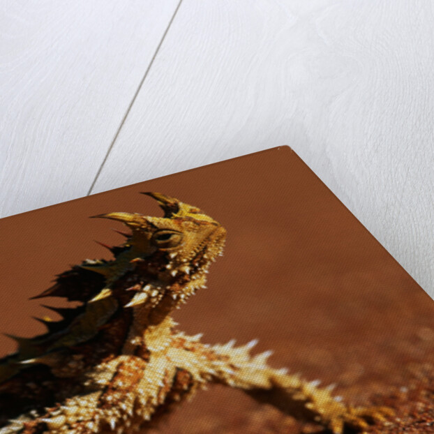 Thorny Devil by Anonymous