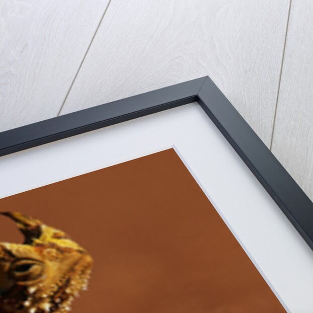 Thorny Devil by Anonymous