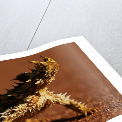 Thorny Devil by Anonymous