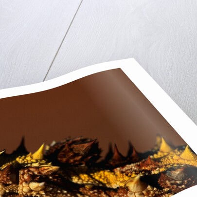 Head of a Thorny Devil by Anonymous