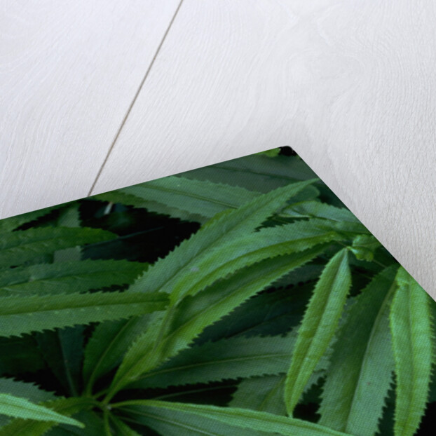 Leaves of the Hemp Plant by Anonymous