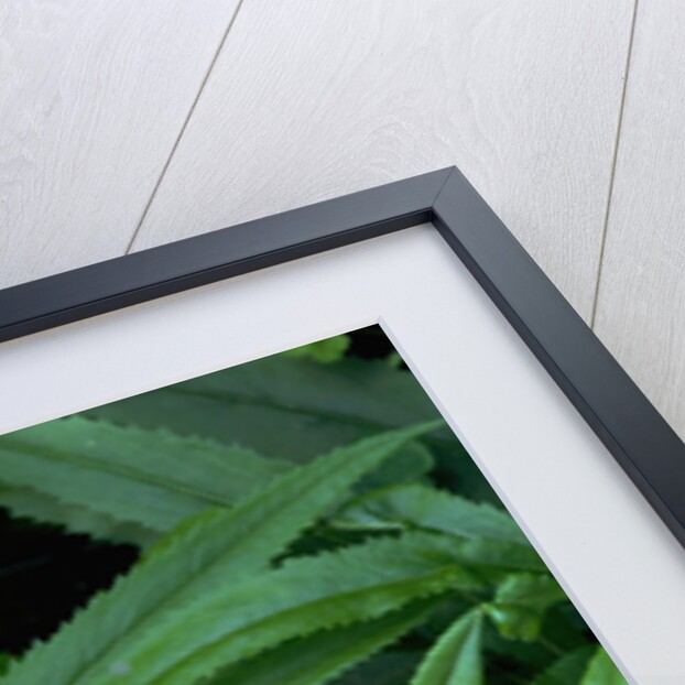Leaves of the Hemp Plant by Anonymous