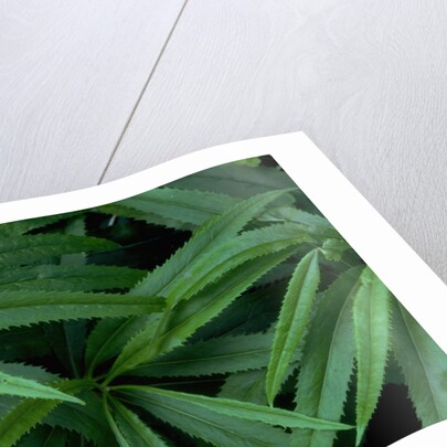 Leaves of the Hemp Plant by Anonymous