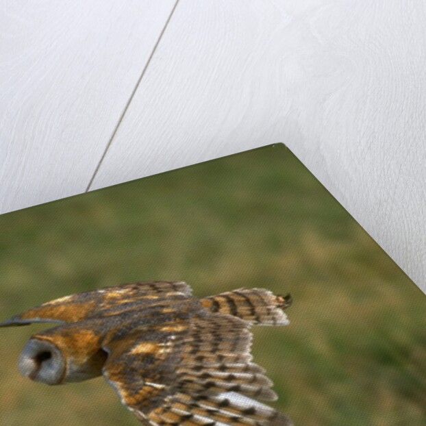 Barn Owl in Flight by Anonymous