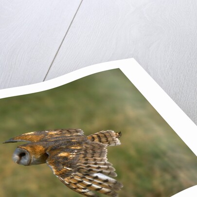 Barn Owl in Flight by Anonymous