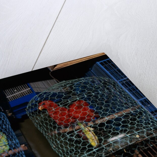 Caged Parrots by Anonymous