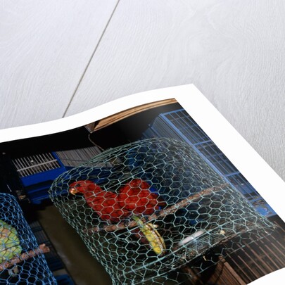Caged Parrots by Anonymous