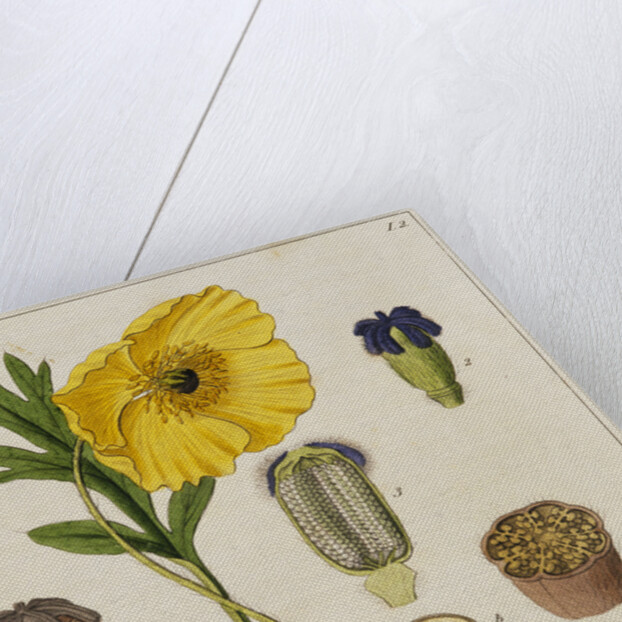 Yellow Poppy and Diagrams by Anonymous