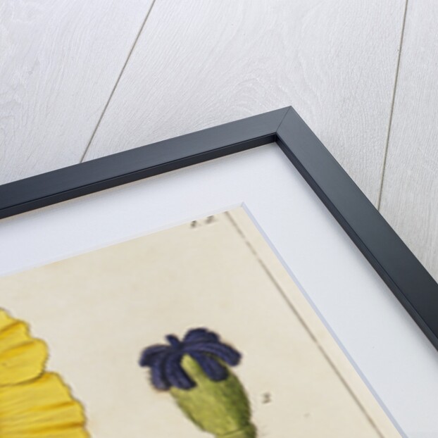 Yellow Poppy and Diagrams by Anonymous
