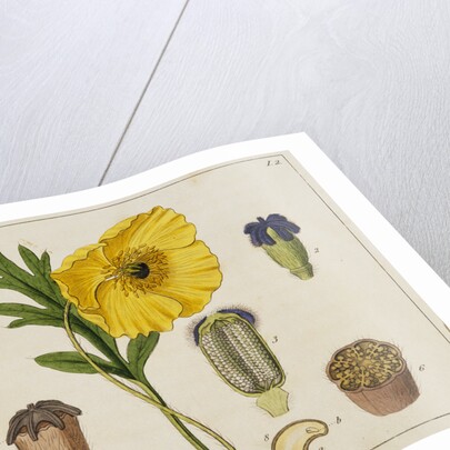 Yellow Poppy and Diagrams by Anonymous