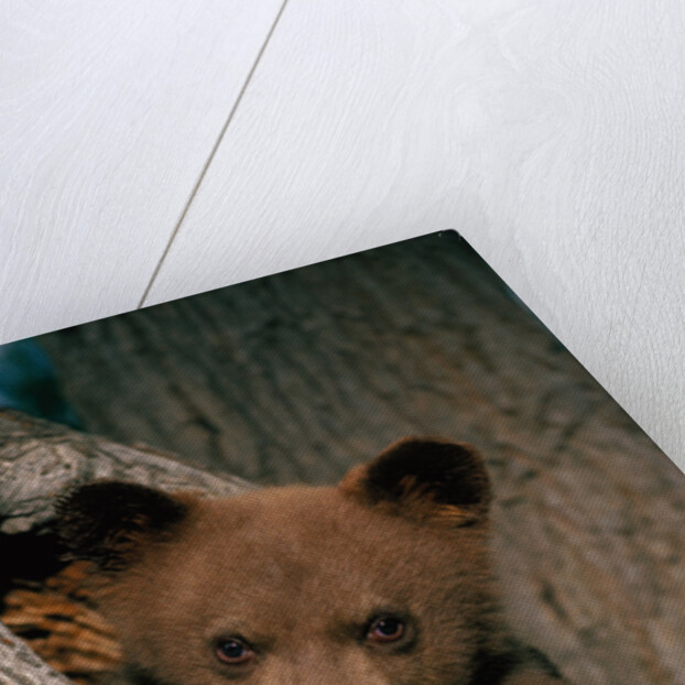 Black Bear Cub in Tree by Anonymous