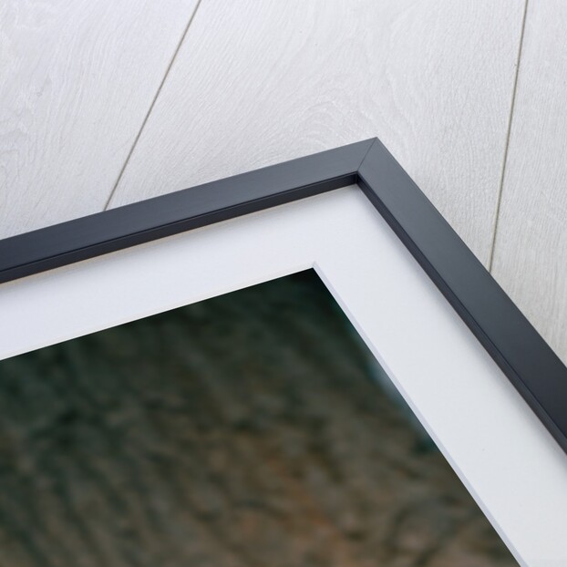 Black Bear Cub in Tree by Anonymous