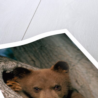 Black Bear Cub in Tree by Anonymous