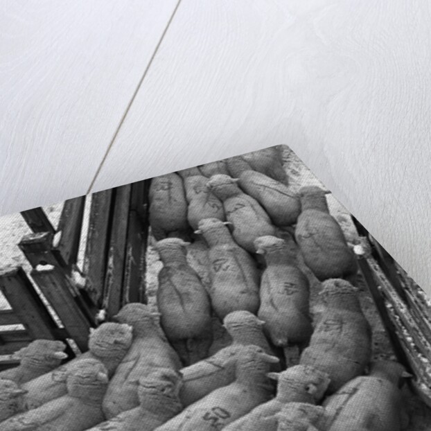 Loading Sheep by Anonymous