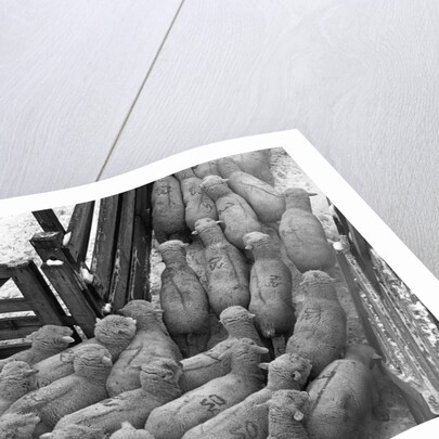 Loading Sheep by Anonymous