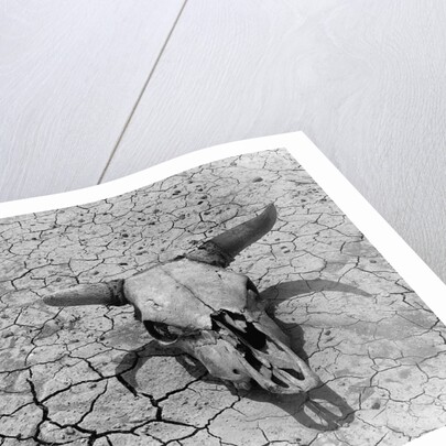 Cattle Skull on the Parched Earth by Anonymous