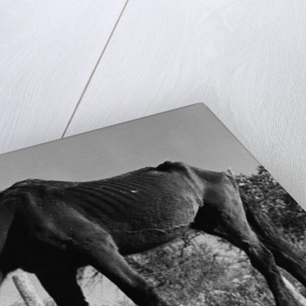 Old Horse by Anonymous