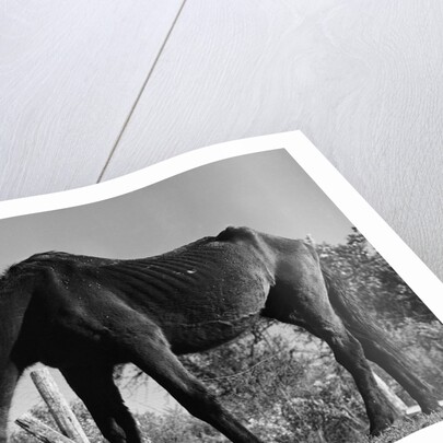 Old Horse by Anonymous