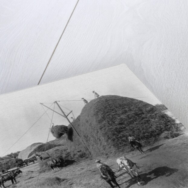 Alfalfa Haystack by Anonymous