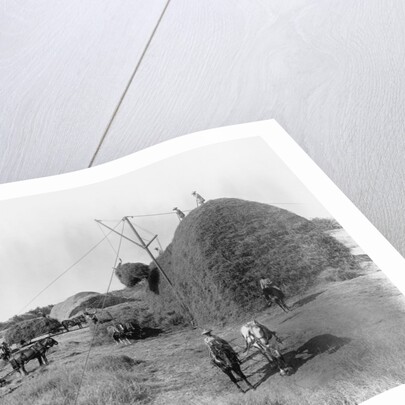 Alfalfa Haystack by Anonymous