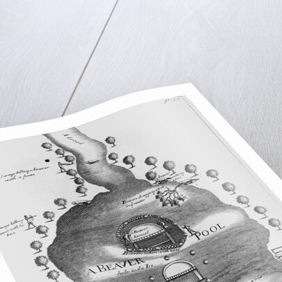 Engraving of Beaver Pond by Anonymous