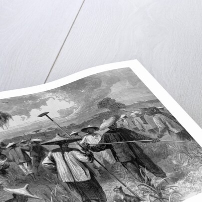 Workers at a Sugar Plantation by Anonymous