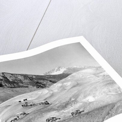 Horses Packing Silver Ore Across Glacier by Anonymous