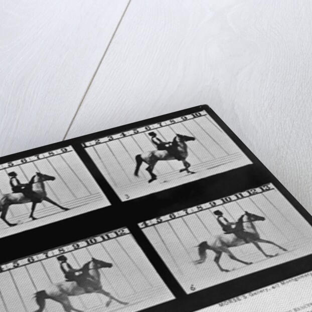 THe Horse In Motion Illustrated In Maybridge by Anonymous