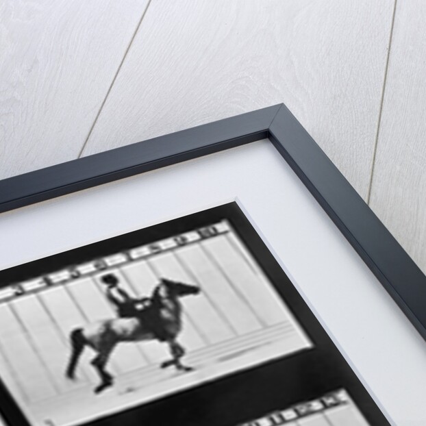 THe Horse In Motion Illustrated In Maybridge by Anonymous