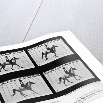 THe Horse In Motion Illustrated In Maybridge by Anonymous