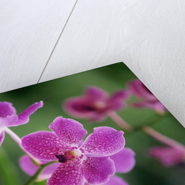 Purple Orchid by Anonymous