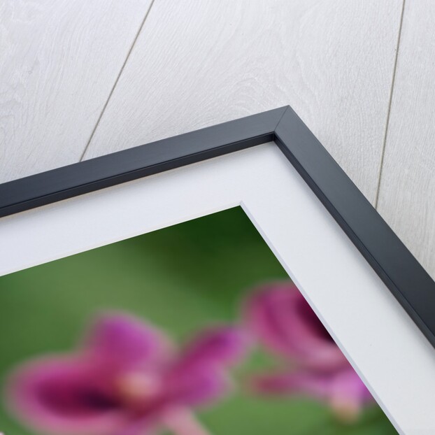Purple Orchid by Anonymous