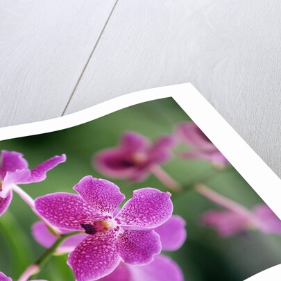 Purple Orchid by Anonymous