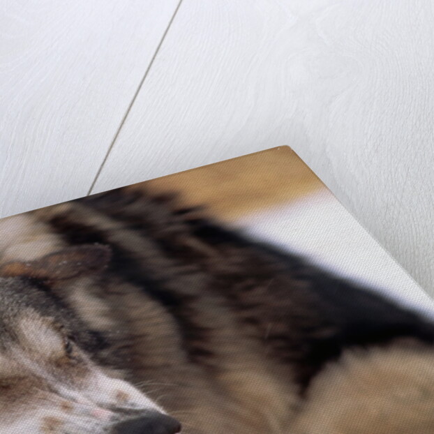 Sled Dog Snarling by Anonymous