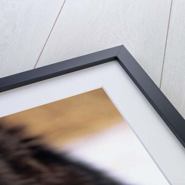 Sled Dog Snarling by Anonymous